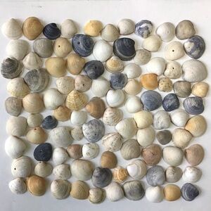 Seashells 100 Clam Shells 1” to 1-3/4” Natural Beach Coastal Arts Crafts Decor